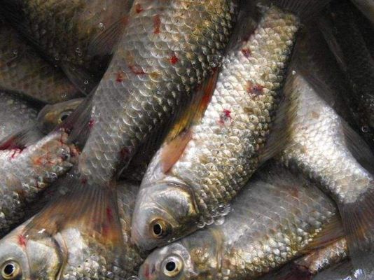 海水龍魚(yú)圖片大全大圖高清，如何判斷一條海水龍魚(yú)是否健康？ 水族問(wèn)答