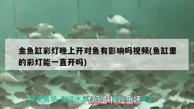 雷龍魚缸燈光一直開著行嗎，雷龍魚缸燈光一直開著可行嗎 魚缸百科 第1張