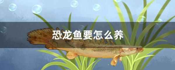 恐龍魚壽命有多長，六角恐龍魚的壽命受到多種因素影響恐龍魚壽命的關(guān)鍵因素 龍魚百科 第1張