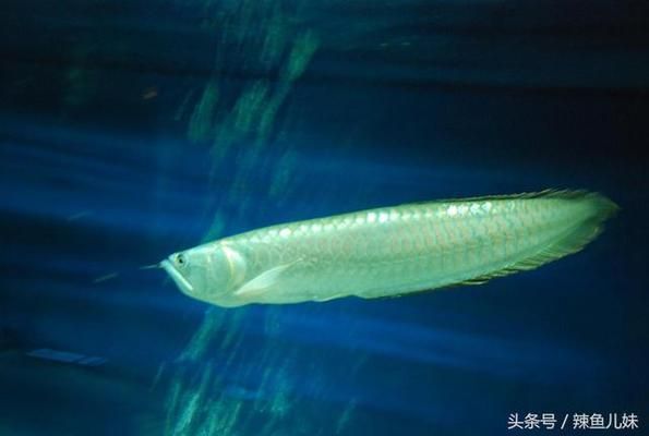 銀龍魚飼料新鮮度判斷，如何判斷銀龍魚飼料的新鮮度 觀賞魚市場（混養(yǎng)魚） 第3張