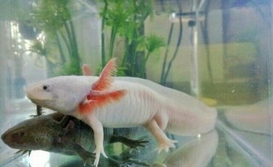 六耳恐龍魚，六耳恐龍魚是一種什么樣的動物？ 龍魚百科 第5張