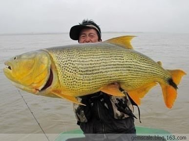 黃金河虎魚隱蔽場所布置，黃金河虎魚繁殖技巧分享， 虎魚百科 第5張