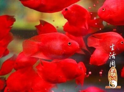 世界上最大的紅龍魚(yú)圖片大全，世界上最大的紅龍魚(yú)是什么品種紅龍魚(yú)的繁殖過(guò)程是怎樣的 水族問(wèn)答