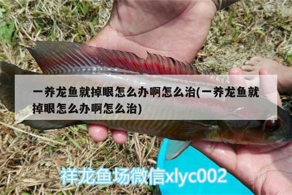 金龍魚魚線孔大怎么回事，金龍魚魚線孔大的原因 龍魚百科 第4張