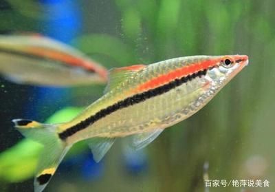 一眉道人魚水溫過低的癥狀，一眉道人魚可能會出現(xiàn)以下癥狀，如何快速提升魚缸水溫 觀賞魚市場（混養(yǎng)魚） 第1張