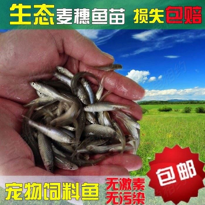 虎魚人工飼料訓(xùn)餌技巧，如何訓(xùn)練虎魚吃人工飼料 虎魚百科 第5張