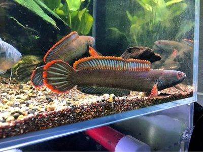 雷龍魚飼料中添加蝦紅素效果，蝦紅素在雷龍魚飼料中的應用 觀賞魚市場（混養(yǎng)魚） 第3張