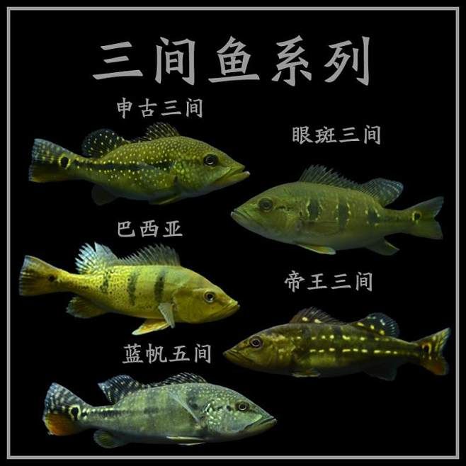 申古三間魚，申古三間魚的繁殖技巧, 觀賞魚市場（混養(yǎng)魚） 第5張