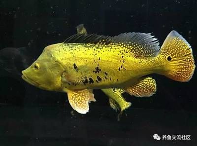 申古三間魚，申古三間魚的繁殖技巧, 觀賞魚市場（混養(yǎng)魚） 第2張