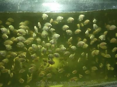 虎魚苗生活環(huán)境清潔技巧，虎魚苗的生活環(huán)境清潔 虎魚百科 第1張