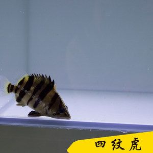 四紋虎混養(yǎng)空間規(guī)劃技巧，四紋虎混養(yǎng)水質(zhì)管理要點(diǎn) 虎魚(yú)百科 第6張