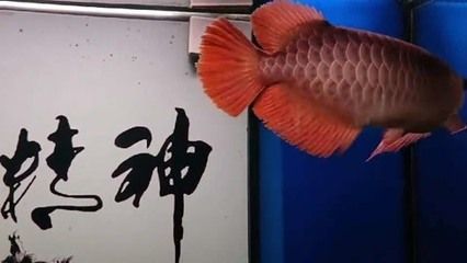 紅龍魚混養(yǎng)的風(fēng)險(xiǎn)分析，紅龍魚混養(yǎng)存在一定的風(fēng)險(xiǎn)及其應(yīng)對(duì)措施 虎魚百科 第2張