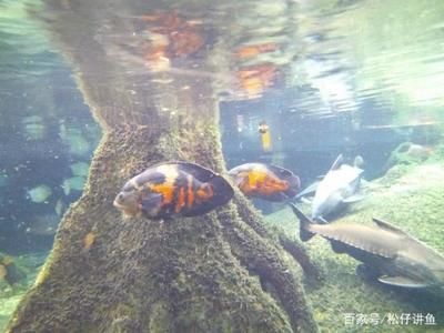 魟魚混養(yǎng)的水族環(huán)境要求，魟魚混養(yǎng)水族環(huán)境要求 虎魚百科 第1張