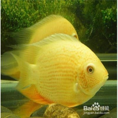 噴點(diǎn)菠蘿魚(yú)水溫調(diào)節(jié)技巧，噴點(diǎn)菠蘿魚(yú)換水注意事項(xiàng), 觀賞魚(yú)市場(chǎng)（混養(yǎng)魚(yú)） 第4張