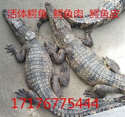 烏魯木齊虎魚(yú)，烏魯木齊虎魚(yú)市場(chǎng)價(jià)格 虎魚(yú)百科 第1張