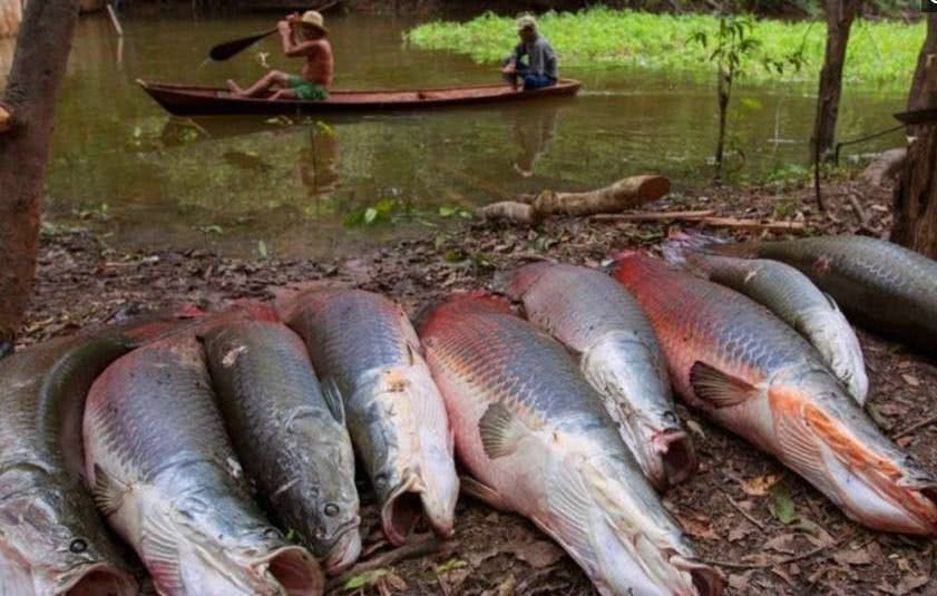 巨骨舌魚(yú)，巨骨舌魚(yú)的保護(hù)措施，