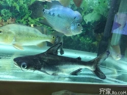 成吉思汗鯊繁殖期飼料選擇，成吉思汗鯊繁殖期飼料保存技巧成吉思汗鯊繁殖期飼料保存技巧 觀賞魚市場（混養(yǎng)魚） 第2張