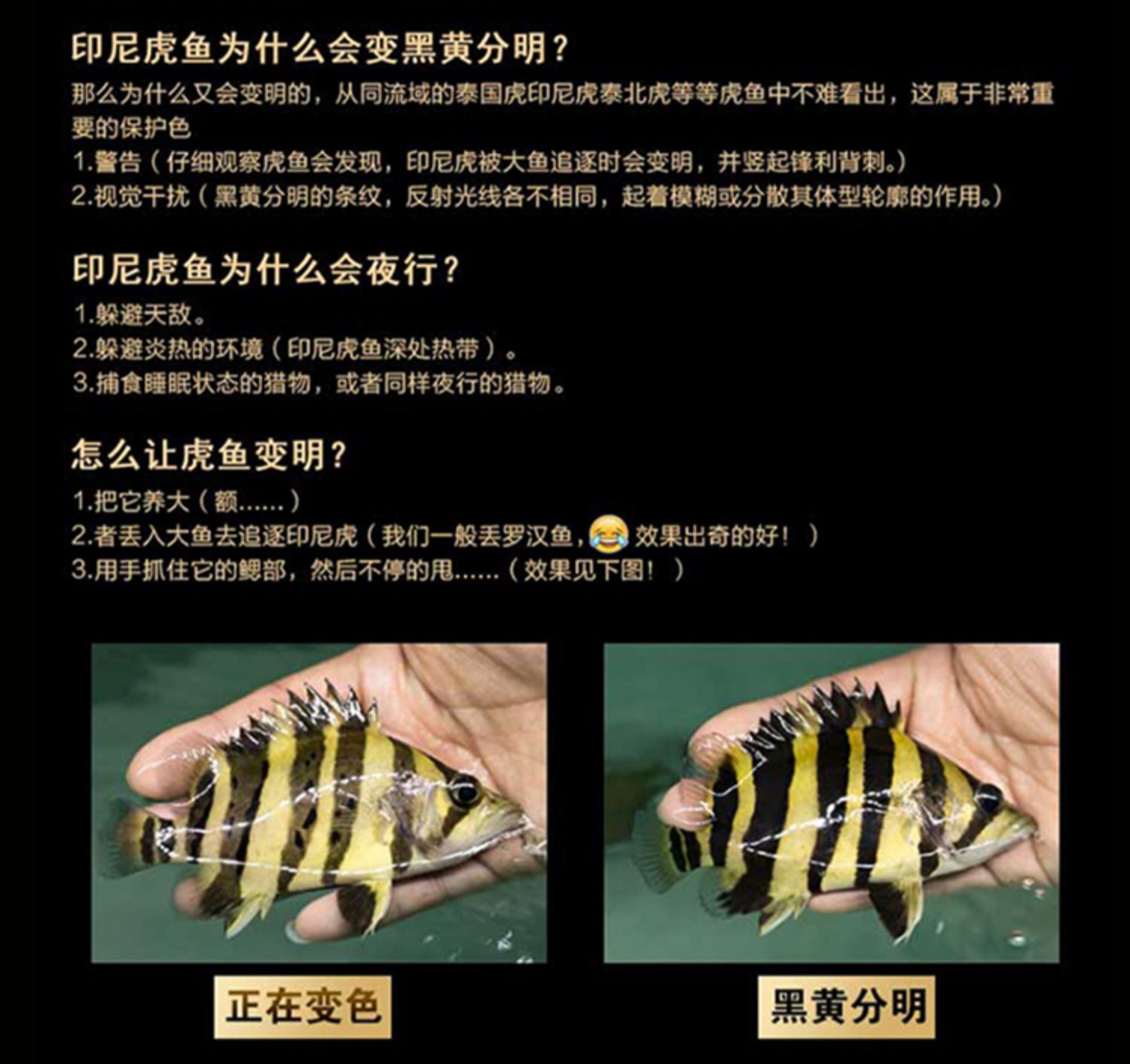 四紋虎魚體色變化機制，四紋虎魚體色變化的原因 虎魚百科 第2張