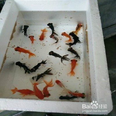 金龍魚怎樣慢養(yǎng)正確方法，金龍魚慢養(yǎng)方法 龍魚百科 第3張