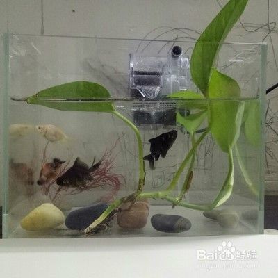 金龍魚怎樣慢養(yǎng)正確方法，金龍魚慢養(yǎng)方法 龍魚百科 第4張