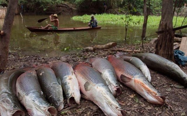 海象魚在野外的天敵有哪些，海象魚在野外的天敵有哪些？