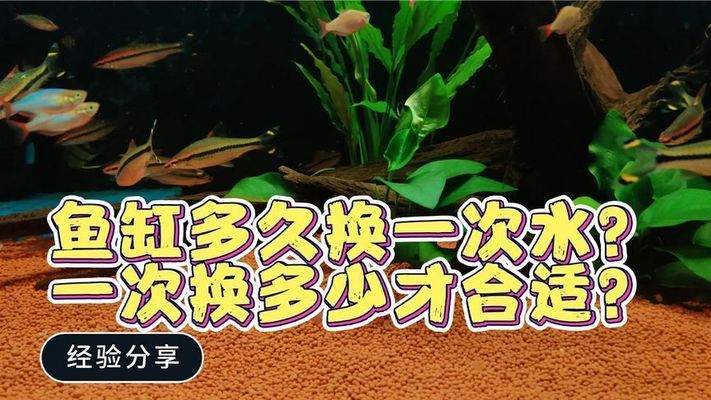 魚缸可以多久不換水，如何判斷魚缸換水的最佳時(shí)間段不同魚種對(duì)換水頻率的要求 魚缸百科 第6張