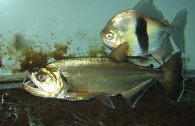 巨暴魚(yú)苗專用飼料選擇，巨暴魚(yú)苗專用飼料選擇合適的飼料是關(guān)鍵，巨暴魚(yú)苗飼料建議 觀賞魚(yú)市場(chǎng)（混養(yǎng)魚(yú)） 第1張