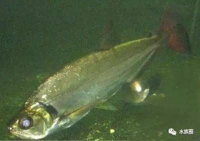 巨暴魚(yú)苗專用飼料選擇，巨暴魚(yú)苗專用飼料選擇合適的飼料是關(guān)鍵，巨暴魚(yú)苗飼料建議 觀賞魚(yú)市場(chǎng)（混養(yǎng)魚(yú)） 第2張