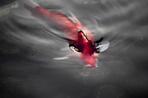 巨暴魚(yú)苗專用飼料選擇，巨暴魚(yú)苗專用飼料選擇合適的飼料是關(guān)鍵，巨暴魚(yú)苗飼料建議 觀賞魚(yú)市場(chǎng)（混養(yǎng)魚(yú)） 第4張