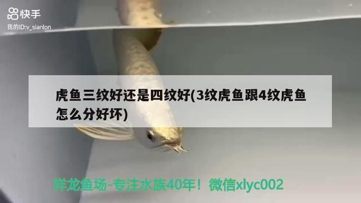 三紋虎魚的日?；顒右?guī)律，三紋虎魚的日常活動規(guī)律主要包括進食、休息等方面 虎魚百科 第4張