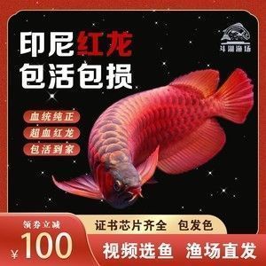 祥龍水族聯(lián)盟官方網(wǎng)站內(nèi)容，祥龍水族聯(lián)盟官方網(wǎng)站 觀賞魚市場（混養(yǎng)魚） 第3張