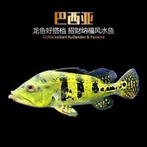 三間魚幼魚飼料選擇，三間魚幼魚飼料品牌對比