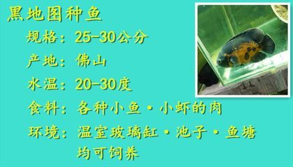 鴨嘴鯊魚適宜水溫范圍，鴨嘴鯊魚適宜水溫范圍為22-28℃ 虎魚百科 第6張