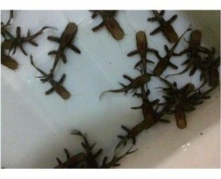 鴨嘴鯊魚適宜水溫范圍，鴨嘴鯊魚適宜水溫范圍為22-28℃ 虎魚百科 第4張