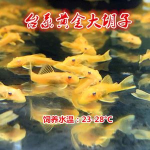 女王大帆魚(yú)水溫控制技巧，女王大帆魚(yú)水溫控制技巧：女王大帆魚(yú)水質(zhì)管理要點(diǎn) 觀賞魚(yú)市場(chǎng)（混養(yǎng)魚(yú)） 第5張