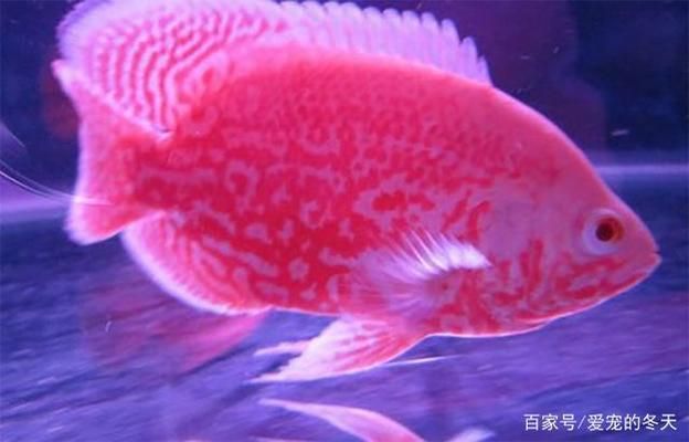 地圖魚繁殖技術(shù)要點(diǎn)，地圖魚的繁殖技術(shù)要點(diǎn)