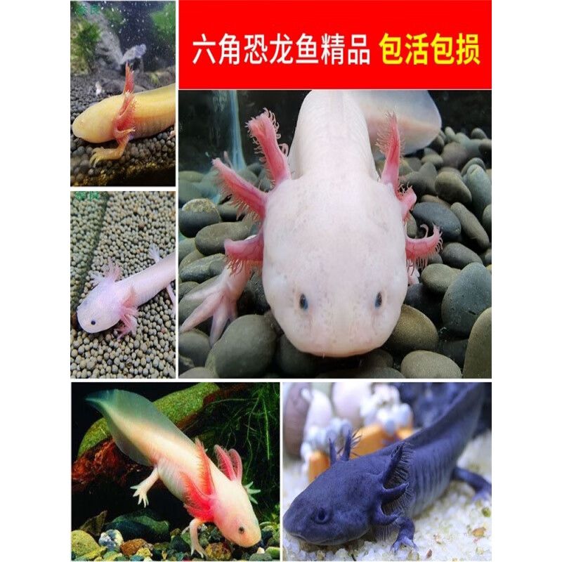 六角恐龍魚介紹100個(gè)字 !，六角恐龍魚的飼養(yǎng)技巧