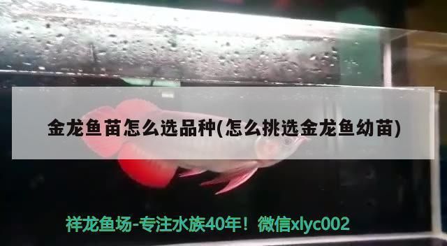 金龍魚小苗怎么分類的，金龍魚小苗的分類 龍魚百科 第2張