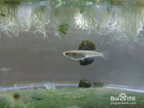 虎魚繁殖缸布置指南，虎魚繁殖缸布置指南虎魚繁殖缸布置指南，虎魚繁殖缸布置指南 虎魚百科 第5張