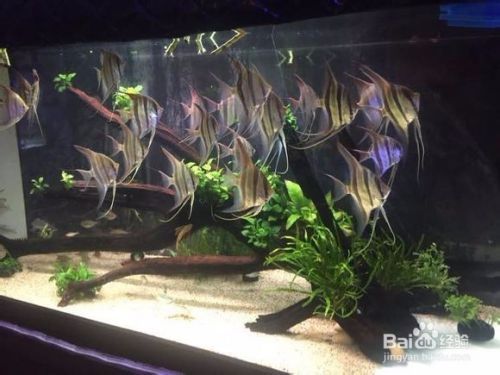 埃及神仙魚飼料選擇指南，埃及神仙魚專用飼料品牌推薦 觀賞魚市場(chǎng)（混養(yǎng)魚） 第4張