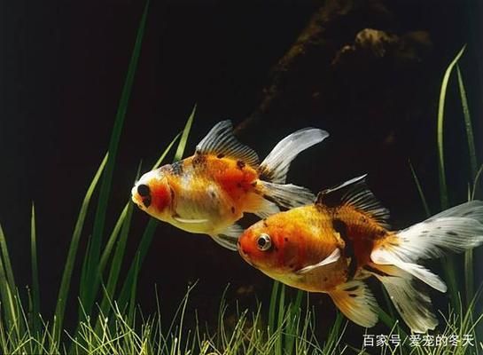 金老虎魚日常護(hù)理要點(diǎn)，如何預(yù)防金老虎魚白點(diǎn)病，金老虎魚社交互動(dòng)技巧 虎魚百科 第4張