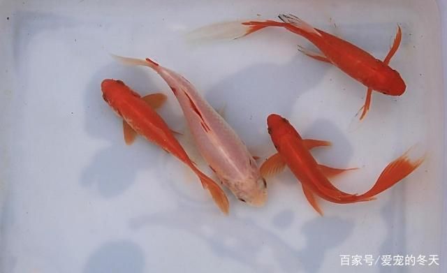 金老虎魚日常護(hù)理要點(diǎn)，如何預(yù)防金老虎魚白點(diǎn)病，金老虎魚社交互動(dòng)技巧 虎魚百科 第3張