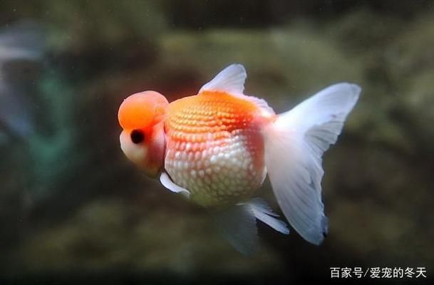 金老虎魚日常護(hù)理要點(diǎn)，如何預(yù)防金老虎魚白點(diǎn)病，金老虎魚社交互動(dòng)技巧 虎魚百科 第5張