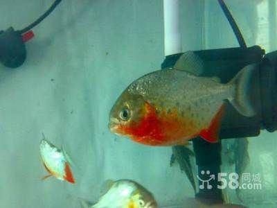 長春虎魚，長春虎魚的飼養(yǎng)技巧 虎魚百科 第2張