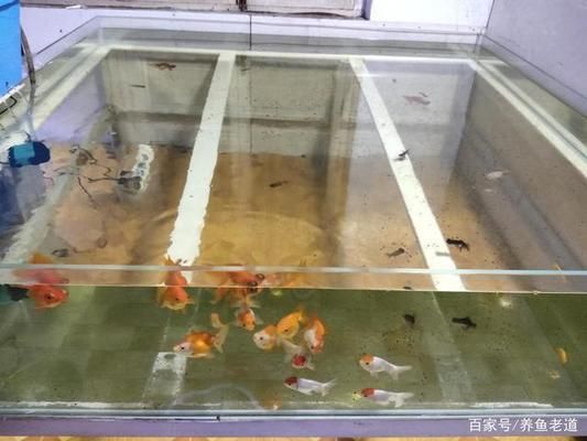 熱帶魚混養(yǎng)水溫控制技巧，混養(yǎng)熱帶魚時，水溫控制是關(guān)鍵 虎魚百科 第6張