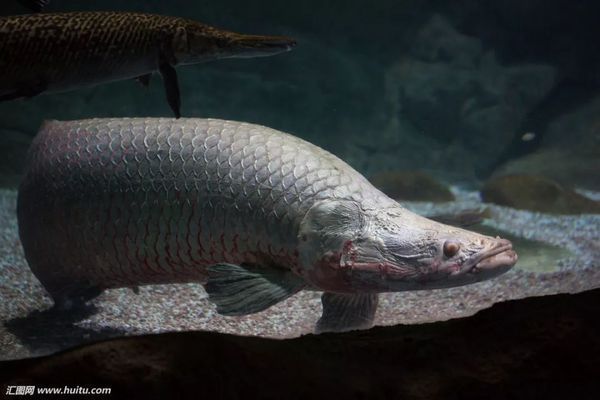 巨骨舌魚保護法律法規(guī)解讀，關(guān)于巨骨舌魚保護法律法規(guī)的解讀 觀賞魚市場（混養(yǎng)魚） 第2張