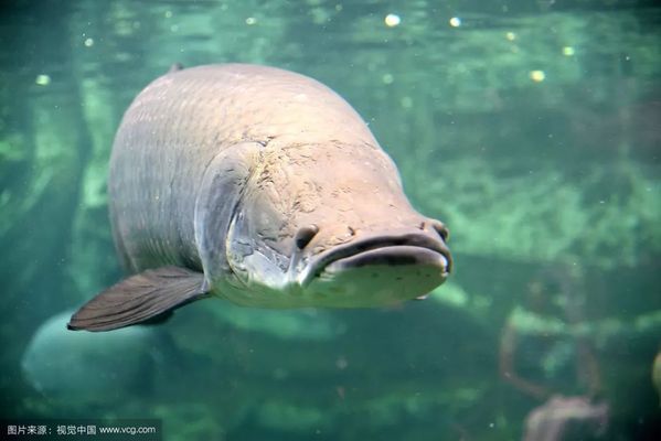 巨骨舌魚保護法律法規(guī)解讀，關(guān)于巨骨舌魚保護法律法規(guī)的解讀 觀賞魚市場（混養(yǎng)魚） 第3張