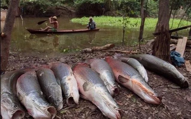 巨骨舌魚保護法律法規(guī)解讀，關(guān)于巨骨舌魚保護法律法規(guī)的解讀 觀賞魚市場（混養(yǎng)魚） 第4張