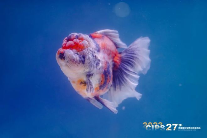 寵物展覽觀賞魚(yú)購(gòu)買(mǎi)指南，如何挑選觀賞魚(yú)