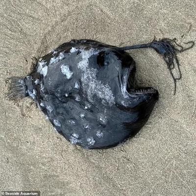 黑影道人魚夜行習(xí)性研究，黑影道人魚水質(zhì)管理技巧黑影道人魚水質(zhì)管理技巧 觀賞魚市場（混養(yǎng)魚） 第2張